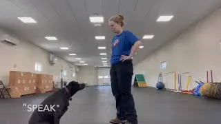 AKC Trick Title Videos