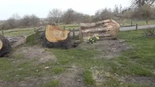 Cowdray Oak that nearly killed me 14.11. 2013 -  Eikartr&eacute; - Trj&aacute;klippingar