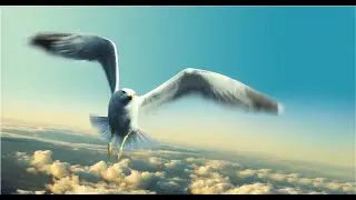 100 Most Beautiful HD Photos of Seagull