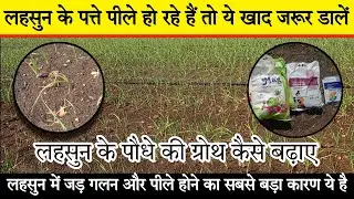 If the leaves of garlic turn yellow and the growth of the plant stops, then use this fertilizer. ...