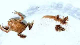 Catching family frog at night