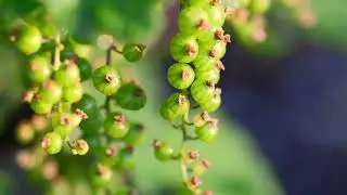 Die Alpen-Johannisbeere (Ribes alpinum), Steinbrechgew&auml;chse