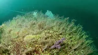 2024 : Biodiversit&eacute; marine c&ocirc;te Basque.