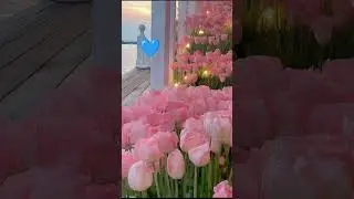 flowers shorts#naats status#trending shorts, @best religion islam🌹🌹🌹