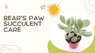 Bear's Paw Succulent Plant Care - What's Working for Me