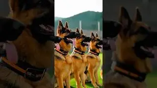 Навыки дрессировки немецких овчарок