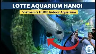 Hidden Gem Inside Hanoi's Lotte Mall | Lotte World Aquarium Review & Mermaid Show!