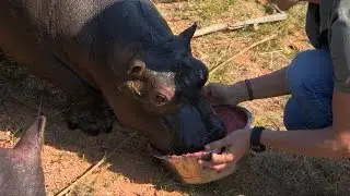 Baby hippo drinks a smoothie - Nature's Miracle Orphans: Series 2 Episode 4 Preview - BBC