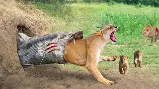 The Massacre - Leopards Ambush While Hunting Giant Python In Maasai Region