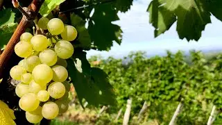 Slovenia Vineyards & Villages