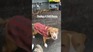 Dog Communication (During Hail Storm) #awakenedk9 #rescuedog #shorts #dogtraining #dogcommunication