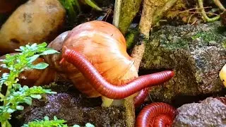 A Macro World Marvel : Millipede Colony Meets Snail Congregation #oddcouple #science ​​#millipede