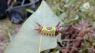 STUNG BY A SADDLEBACK CATERPILLAR!
