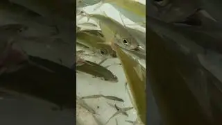South Florida&rsquo;s Most Expensive Bait #baitfishing #bait #goggle #eye #gogs #goggleeye #fishing #gopro