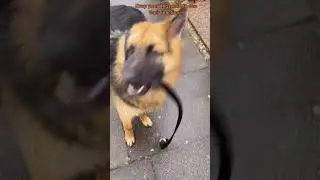 Throw away the leash and see how the dog reacts😆🐕