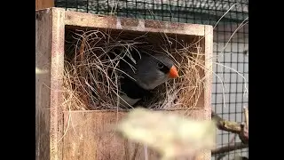 Diamond firetails breeding season update + ringing