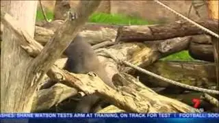 Kibali on Australian Channel 7 (2013 11 19)