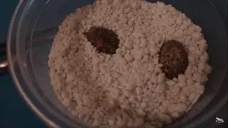 Revisando Desarrollo De Huevos De Gecko Leopardo (Continuan Las Puestas)