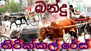 මකුඹුරේ පැවැති බන්දු තිරික්කල් රේස් එක / Thirikkal res /weda kida ss #resist #respect #thirikkalres