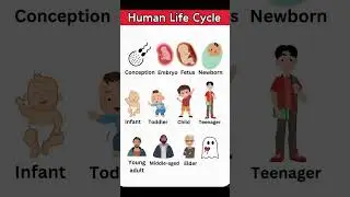 The Human Life Cycle in 10 Fascinating Stages!shortvideo #english #shortsvideo #shorts #short
