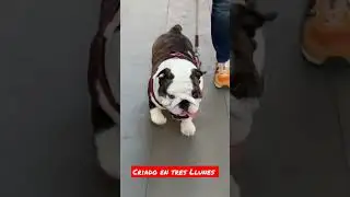 BULLDOG INGLES macho, criado en Tres Llunes