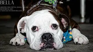 St. Pete's Best in Rescue Dog Show