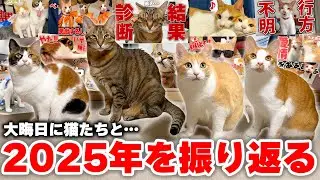 2025年もありがとうございました！ 猫たちと散歩しながら1年の振り返りをしたら思い出が溢れてきました…！！