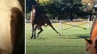 Horses horses Bank slow rolling. Note Bank doesn't shake after his roll. Could point to discomfort.