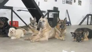 Dog Boarding Services  | Chicago, IL &ndash; Chicago Canine Academy