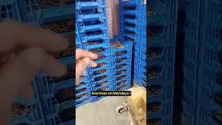 Объяснение сбора свежих жуков!