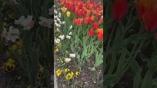 Celebrate Spring: Short & Sweet Spring Garden Tour! 🌷 🌼 💐