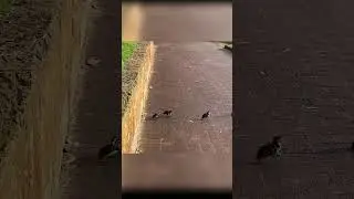 🐥🐥 Duckling Gauntlet Run Ep.2 of 3 ☆ The Drops! 8 cute ducklings just trying to follow their mum!