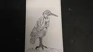 Sea Bird pencil Drawing || Art & craft || Part 2