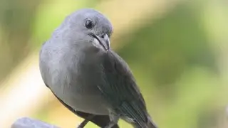 Sayaca Tanager in S&atilde;o Paulo (Thraupis sayaca)