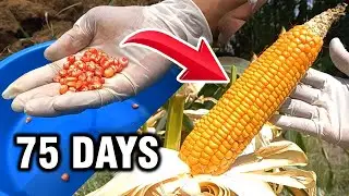 Increase your corn harvest with this method