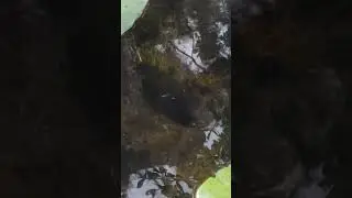 Huge Catfish Swimming #shorts #fish #swimming