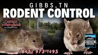 Gibbs, TN Rodent Control Services (865) 973-1095 - Critter Wranglers, LLC