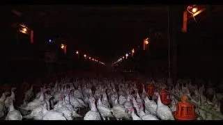 How America Broke the Turkey: The Dark Side of Thanksgiving's Centerpiece
