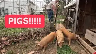 Pasture Pig Pen made easy: Easiest way to get started with Pasture Pigs on the Farm