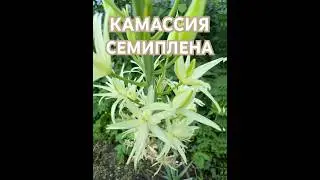 КАМАССИЯ СЕМИПЛЕНА #камассия #семиплена #angelsgarden