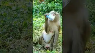 Liby #monkey #animals