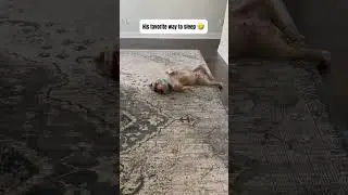 Dog loves to sleep upside down 😂 #funnydog #funny #cutedog #cute #americanbully #dogshorts #dogs