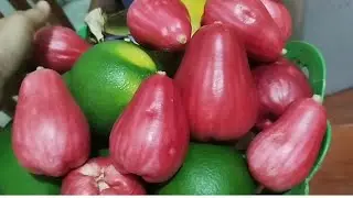 PANEN YANG ADA DI KEBUN KECIL