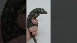 Little T -Rex #exotic #reptiles #宠物 #lizard #gecko #animals #reptiles #lizard #异宠