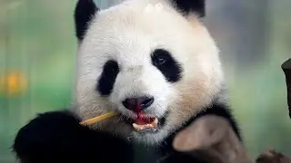 Putin, Xi seal diplomatic talks with panda visit