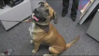 WMTR's Rock N Ruff with Boyd