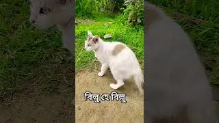#youtubeshort #msshorts #cat #sayangurukul #catart