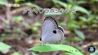 ツシマウラボシシジミ 110807