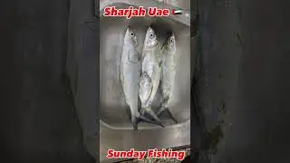 Sunday Fishing in United Arab Emirates 🇦🇪