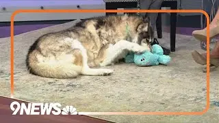 Nitric is a husky who loves meeting new people
